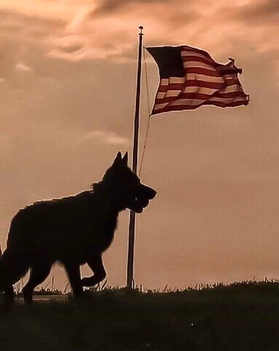 A German Shepherd silhouetted beside an American flag at sunset